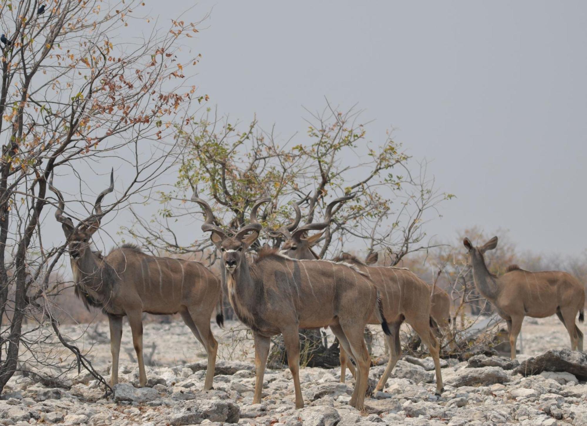 Okutala Etosha Lodge Outjo Exterior foto
