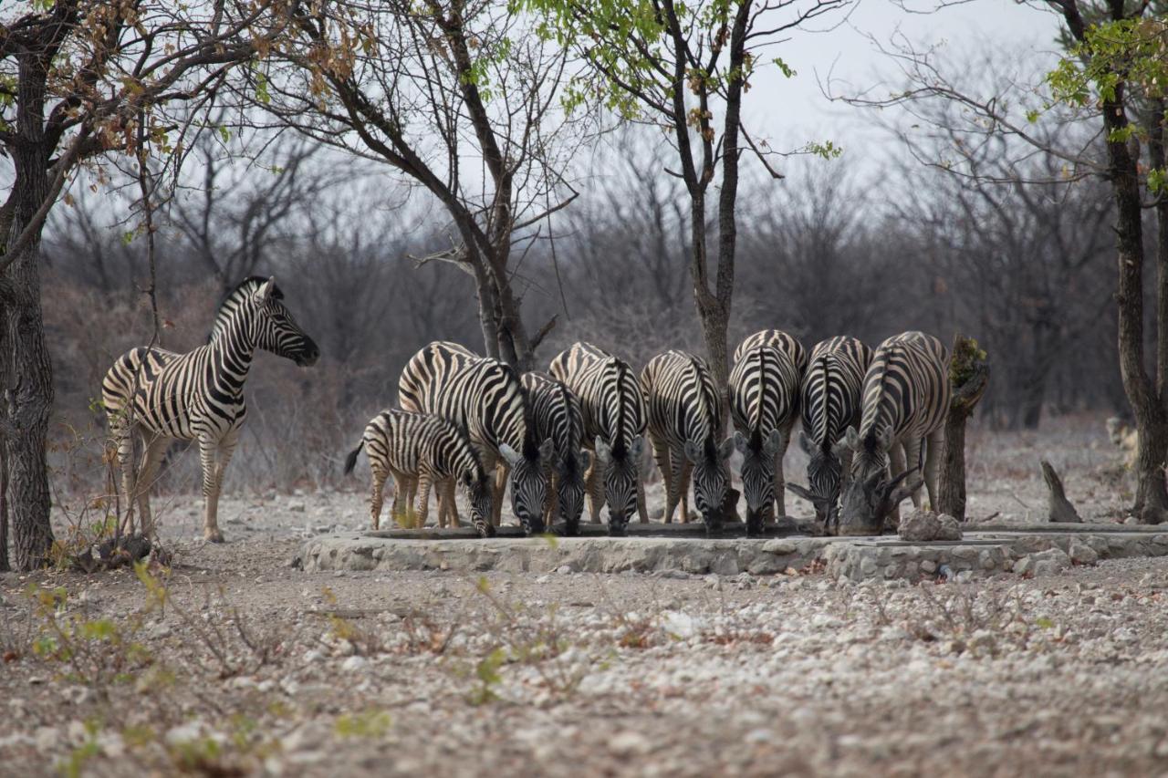 Okutala Etosha Lodge Outjo Exterior foto